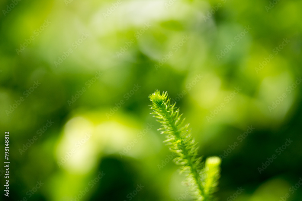 Green leaves natural background blur.