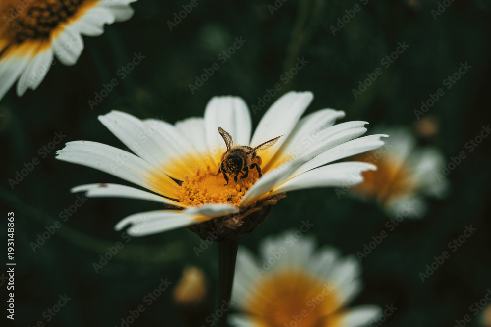 bee catching pollen from a white daisy, close up view bee catching pollen from a white daisy, close up view