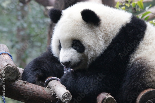 Fototapeta Naklejka Na Ścianę i Meble -  Sleepy Giant Panda on the Wood Structure, Chengdu Panda Base, China