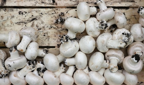 Freshly picked white champignon mushrooms in a wooden box