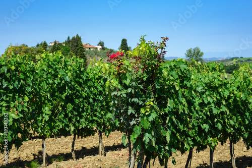 winnice Toskanii, Włochy