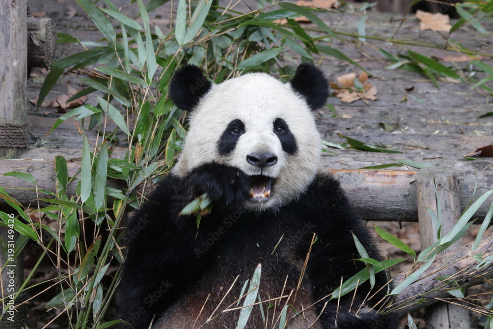 Obraz premium Cute Fluffy Giant Panda, China