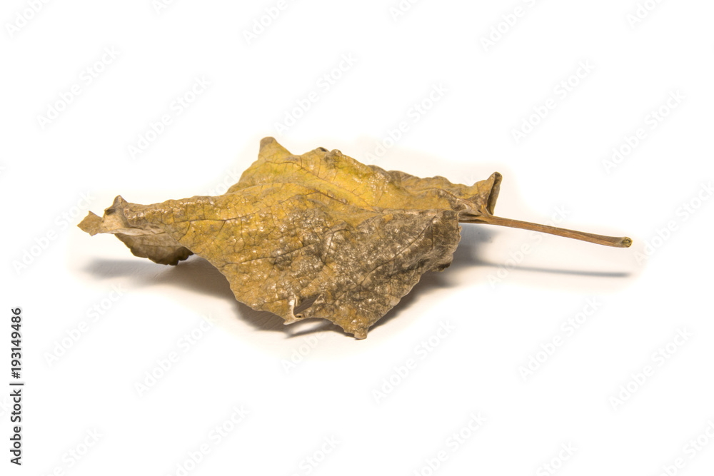 Fototapeta premium Dried bay leaf on white background. The leaf tree on white background.