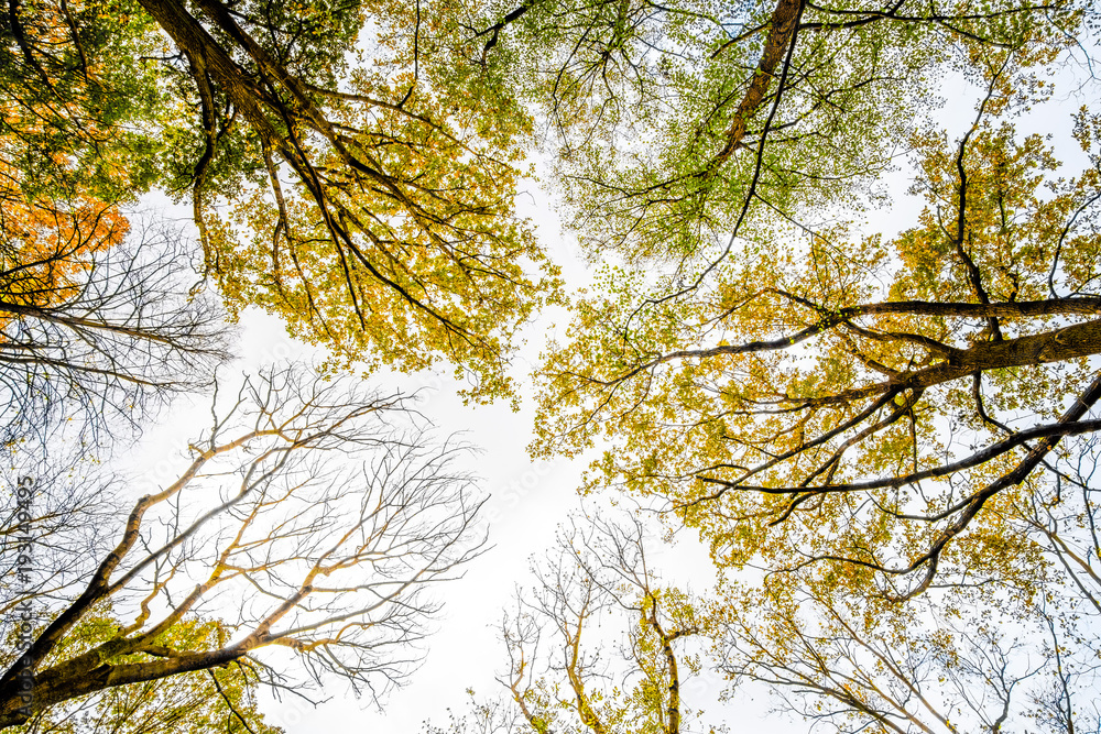 Obraz premium Herbst