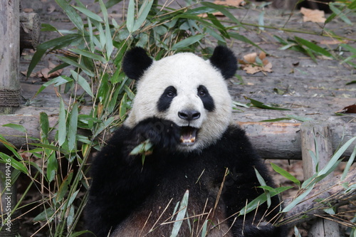 Cute Fluffy Giant Panda  China