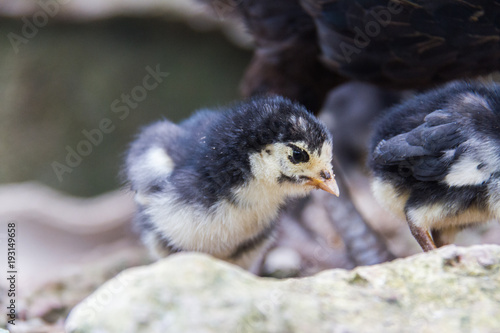 Little chickens black and white color is walking on the ground