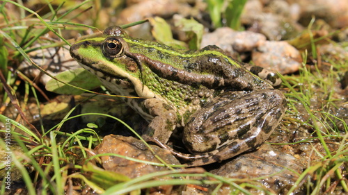 The frog sits on the river bank and basks in the sun.