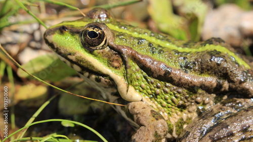 The big eyes of the green frog are looking for easy prey.