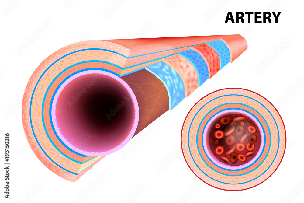 Structure of an Artery. Illustration on an artery wall. Stock Vector