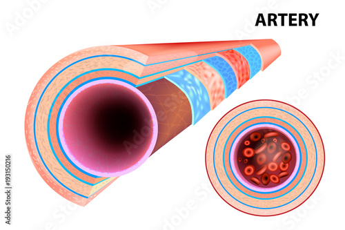 Structure of an Artery. Illustration on an artery wall. 