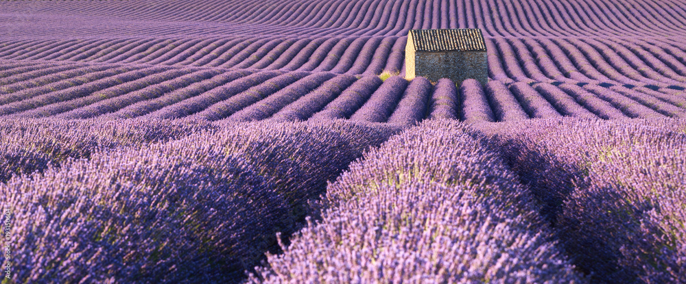 Panoramic view of lavender fields in Valensole with stone house in Summer. Alpes de Haute Provence, PACA Region, France - obrazy, fototapety, plakaty 