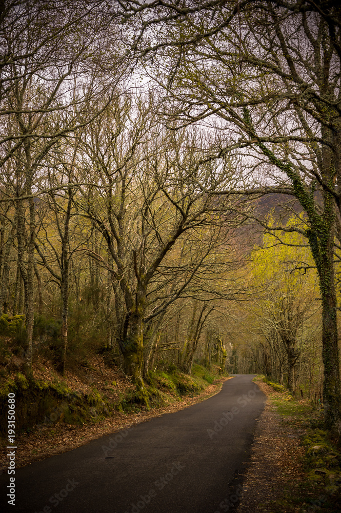 Fototapeta premium A road through a dark forest