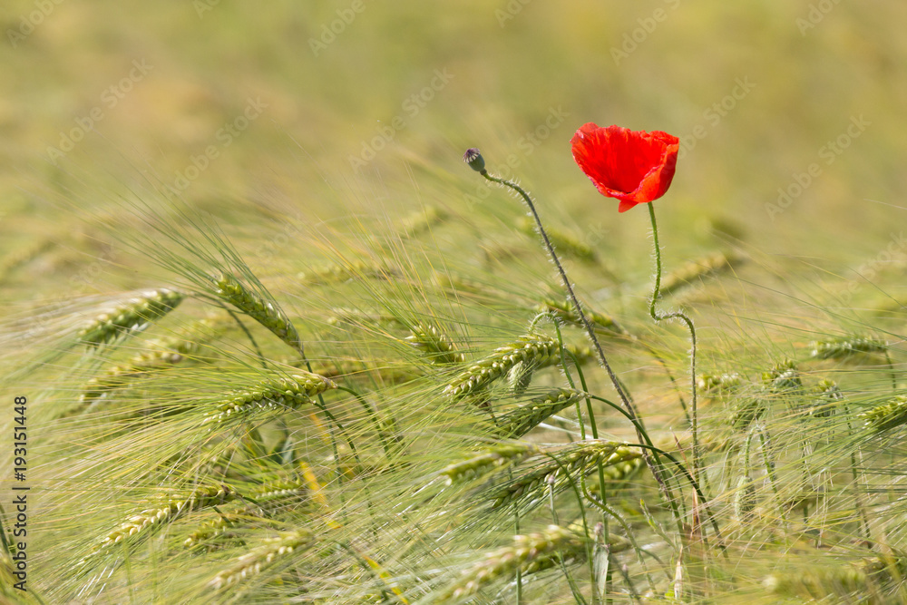 Beautiful red poppy in a green wheat field in the summer, Dobrogea,Romania Beautiful red poppy in a green wheat field in the summer, Dobrogea,Romania