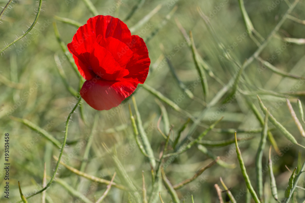 Closeup of a beautiful red poppy in a wheat field in the summer, Dobrogea,Romania Closeup of a beautiful red poppy in a wheat field in the summer, Dobrogea,Romania