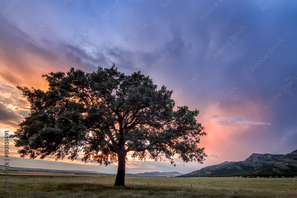 Beautiful landscape with a lonely tree in a field, the setting sun shining through branches and storm clouds, Dobrogea, Romania Beautiful landscape with a lonely tree in a field, the setting sun shining through branches and storm clouds, Dobrogea, Romania