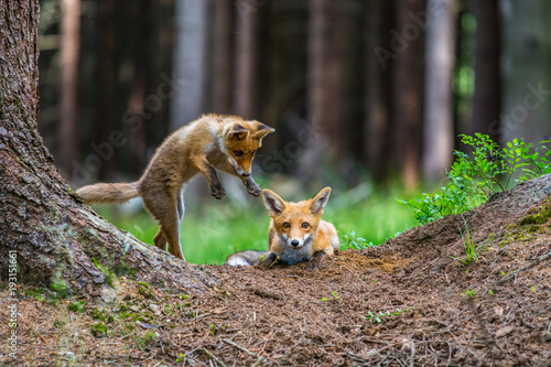 Red fox in the woods(Vulpes vulpes)  © vaclav