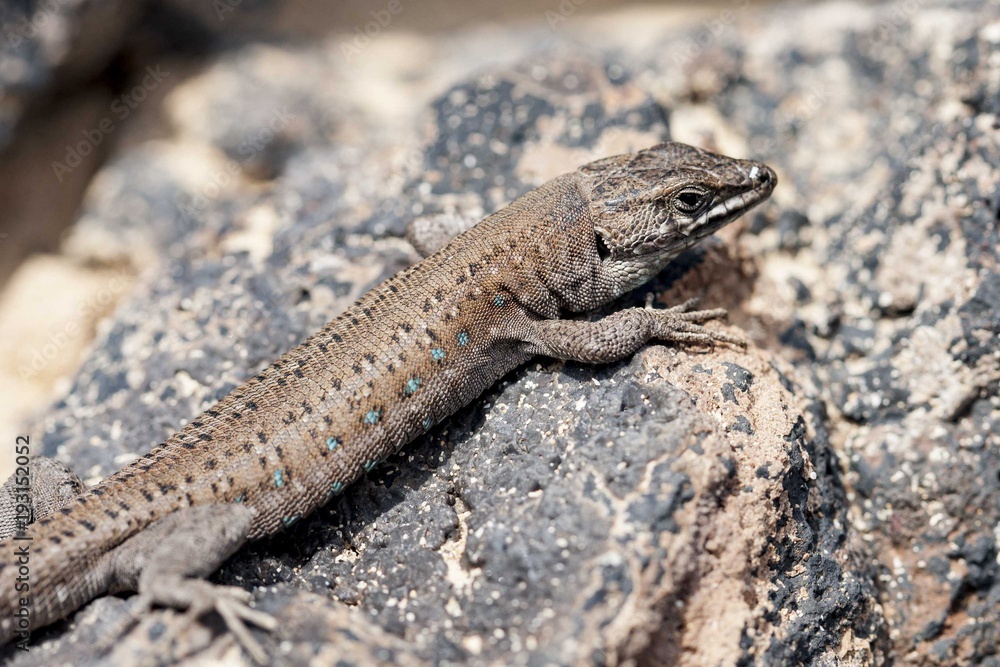 lizard Gallotia galloti lizard Gallotia galloti