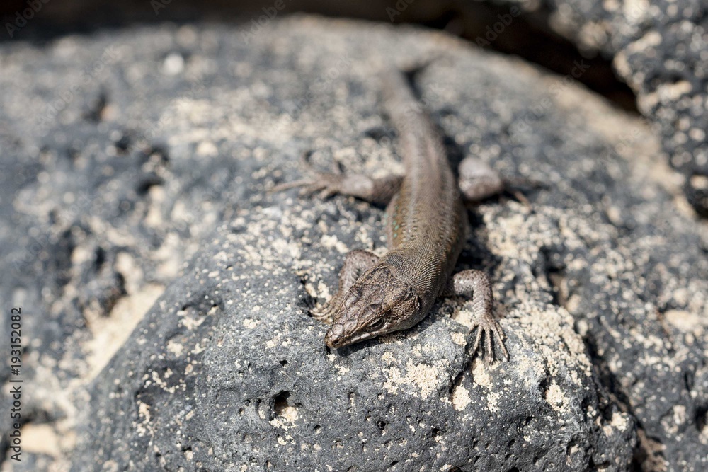lizard Gallotia galloti lizard Gallotia galloti