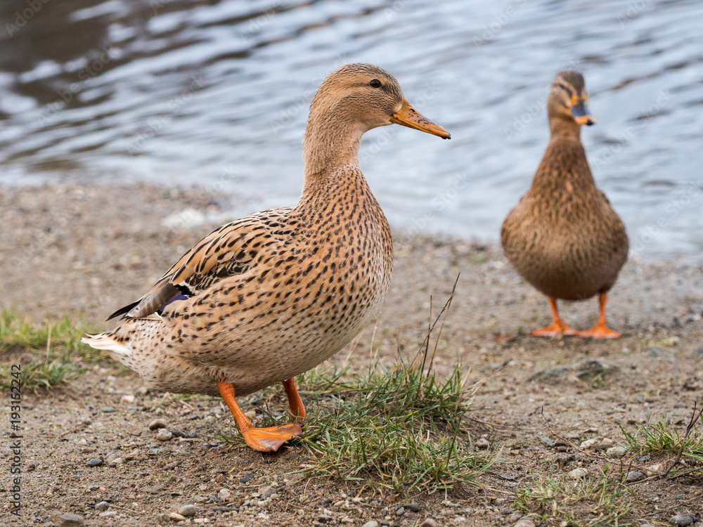 Mallard females standing on the shore of the pond Mallard females standing on the shore of the pond