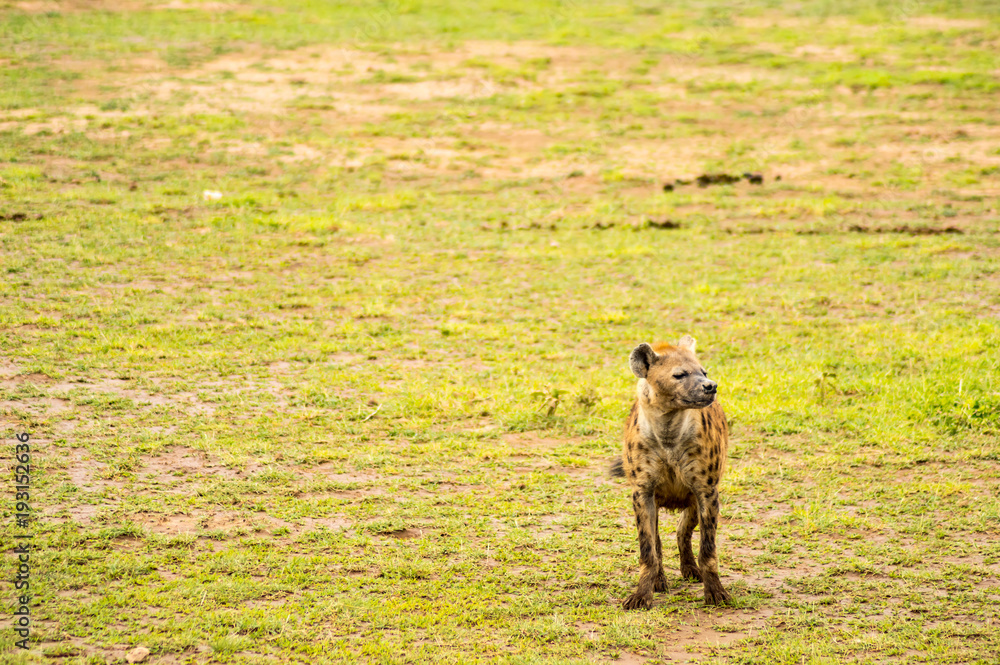 Fototapeta premium Hyena isolate in the savannah plain of Amboseli Park in Kenya