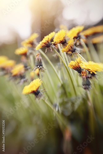 Fototapeta Naklejka Na Ścianę i Meble -  Yellow flowers of a dandelion