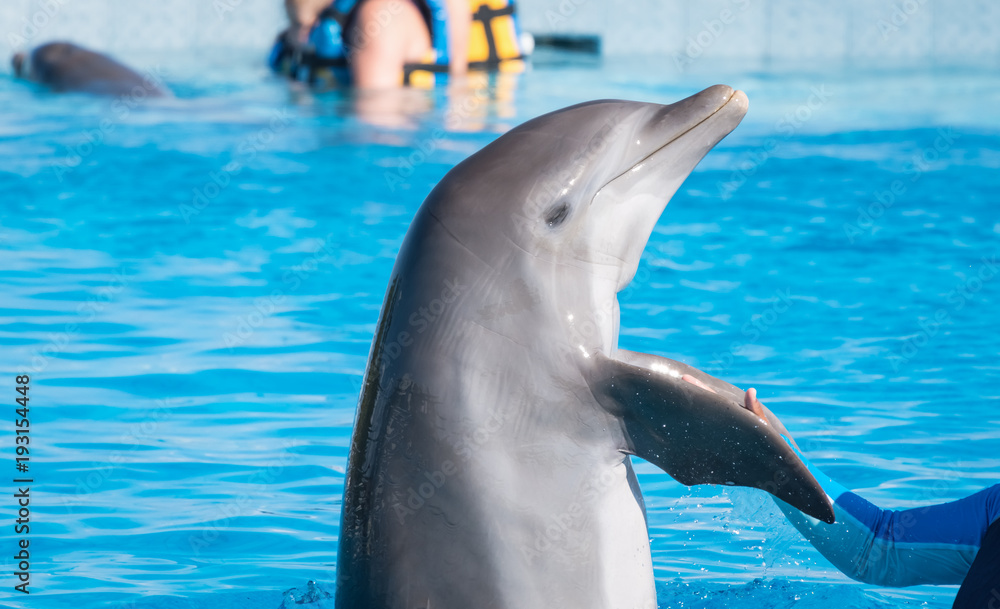 Naklejka premium Dolphin shaking trainer's hand