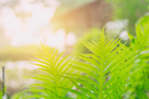 Green fresh nature ecology of Fern and sunlight  Photosynthesis photo