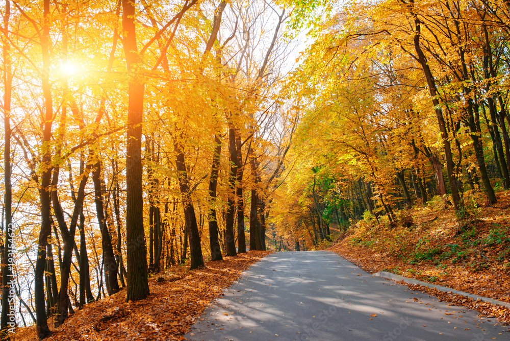 Bright and scenic landscape of new road across auttumn trees with fallen orange and yellow leaf