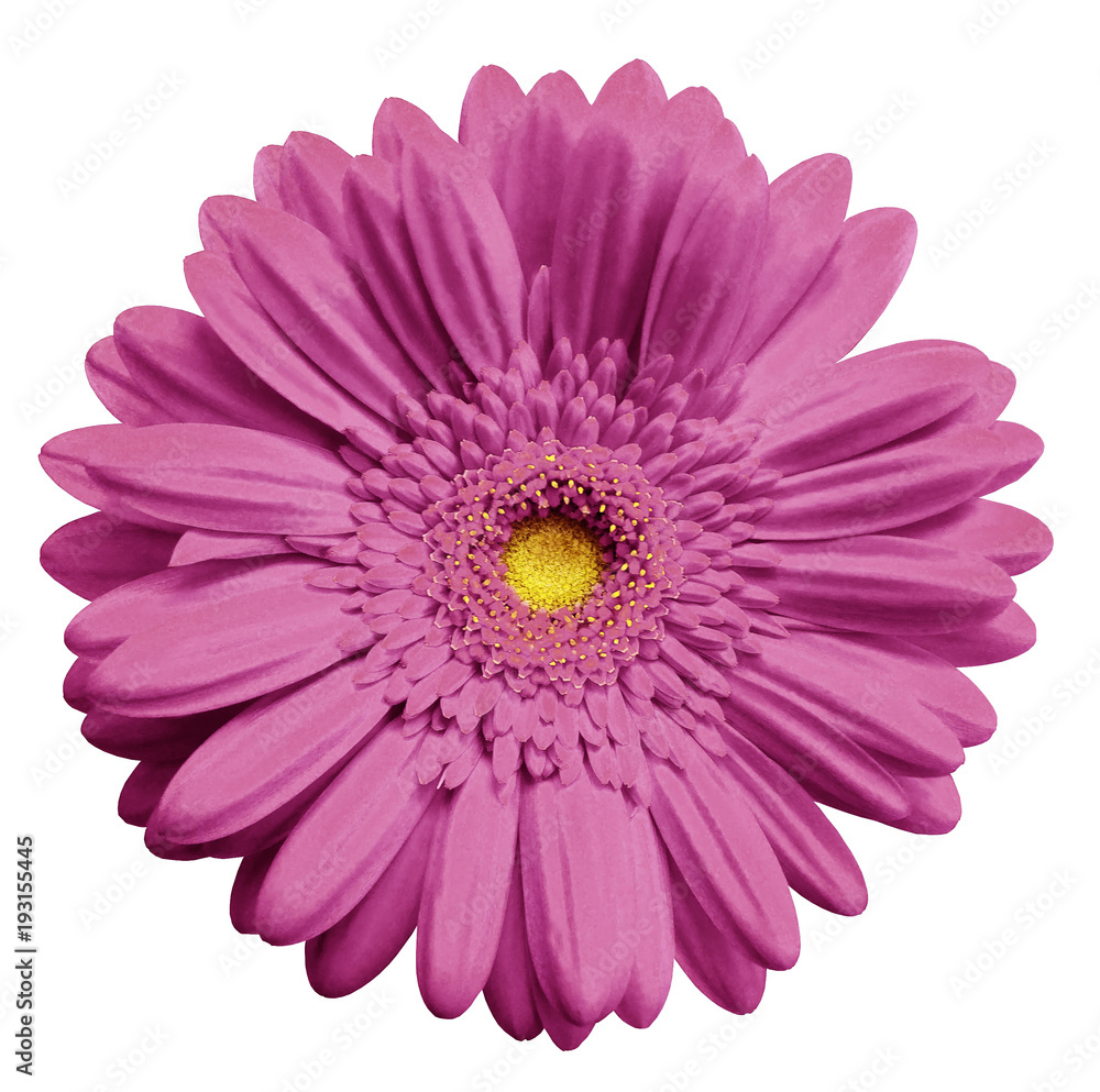 Pink gerbera flower, white isolated background with clipping path. Closeup. no shadows. For design. Nature. Pink gerbera flower, white isolated background with clipping path. Closeup. no shadows. For design. Nature.