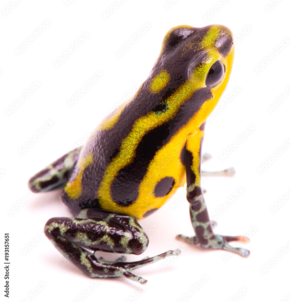 Obraz premium Poison dart frog, an amphibain with vibrant yelllow. Tropical poisonous rain forest animal, Oophaga pumilio isolated on a white background.