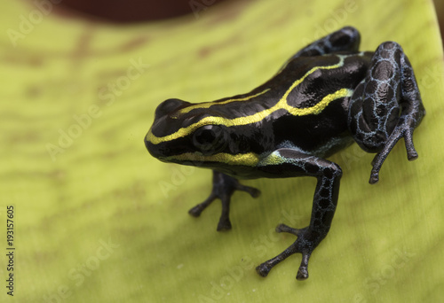Yellow stripad poison dart frog, ranitomeya ventrimaculata Rodyll. This small frog lives in the Amazon jungle of Peru.