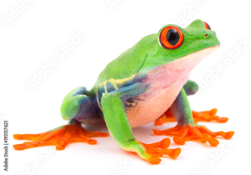 Red eyed monkey tree frog, a tropical animal from the rain forest in Costa Rica isolated on white background. This amphibian is an endangered species and needs nature conservation..
