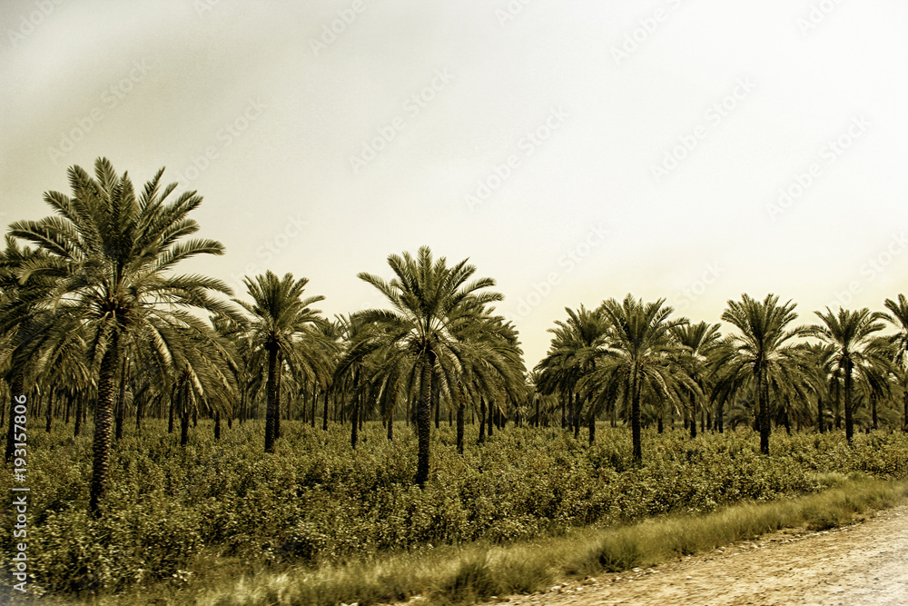 Date Palms & Cotton Crop in Khairpur, Sindh, Pakistan Date Palms & Cotton Crop in Khairpur, Sindh, Pakistan