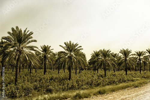 Date Palms & Cotton Crop in Khairpur, Sindh, Pakistan