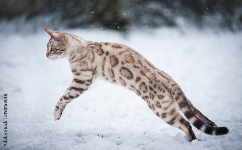 White Bengal in Snow Stock Photo Adobe Stock