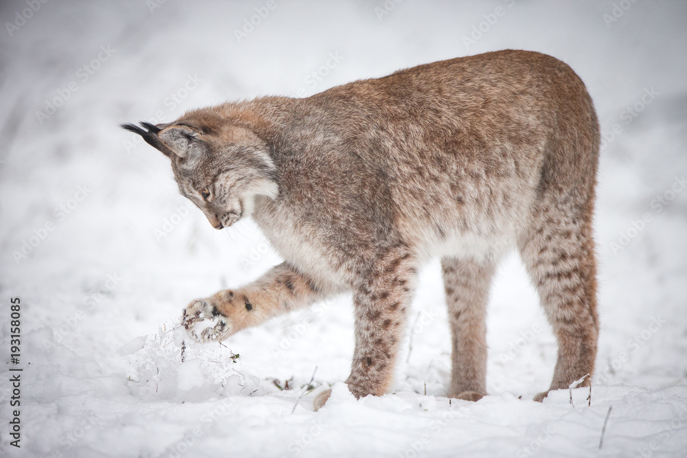 Lynx playing in Snow