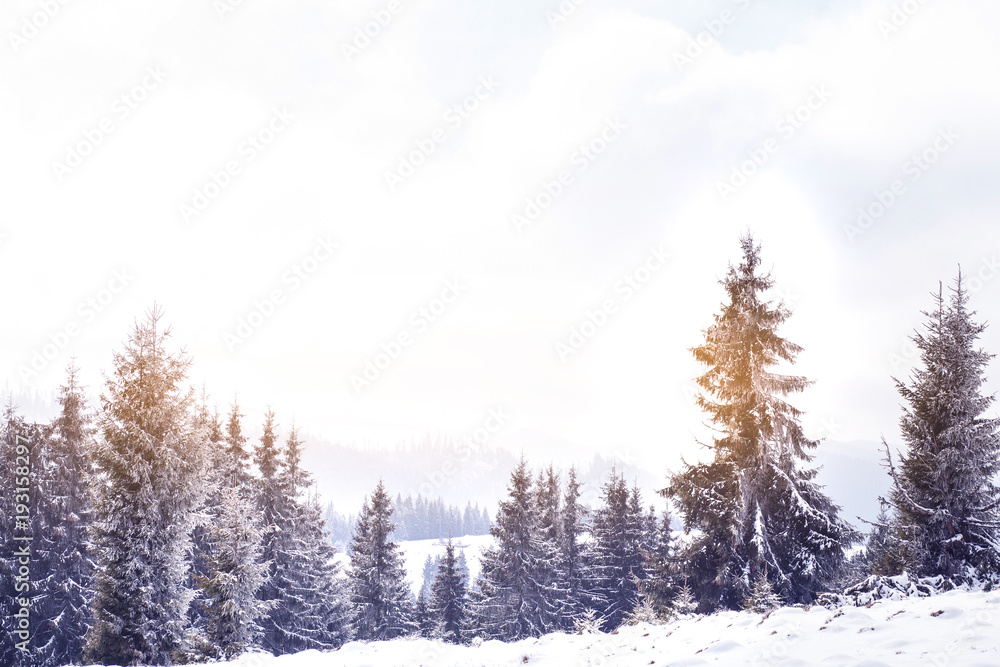 Winter wonderland snow on fir trees 
