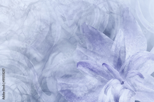 Floral abstract light gray-white-violet background. Petals of a lily flower on a white-violet frosty background. Close-up. Flower collage for postcard. Nature.