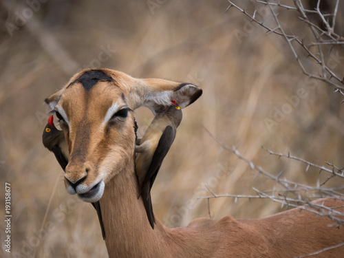 Deux pique-boeuf à bec rouge susurrant à l'oreille d'un impala.