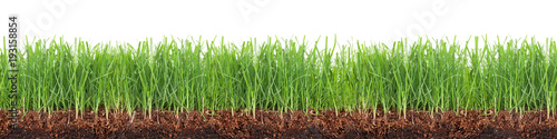Wiese,Rasen,Gras mit Erde im Querschnitt