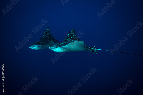 Spotted eagle ray on coral reef of the island Cozumel