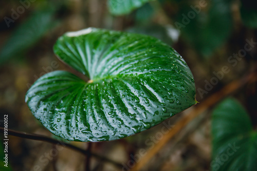 Green fresh wet drop on left tropical plant in botany garden
