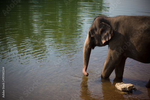 Elephant drinking water