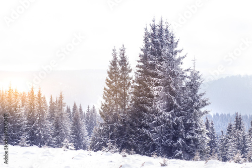 Winter wonderland snow on fir trees 