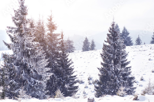 Winter wonderland snow on fir trees 