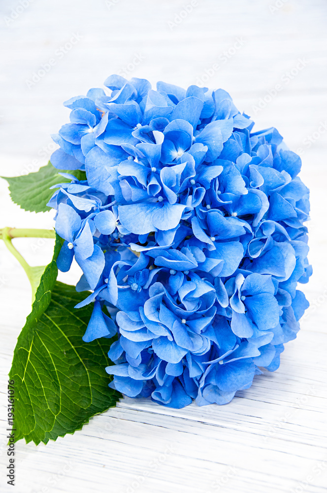 Obraz premium Soft blue Hydrangea on white woden