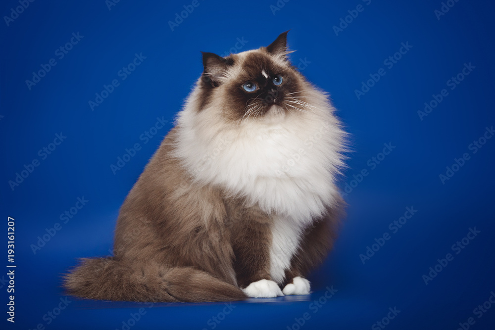 Fluffy beautiful white cat ragdoll posing while sitting on a studio blue background.