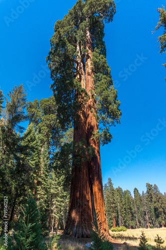 Tall trees in Sequoia National Park in USA California. Trees with a red bark in park © Ayrat A.