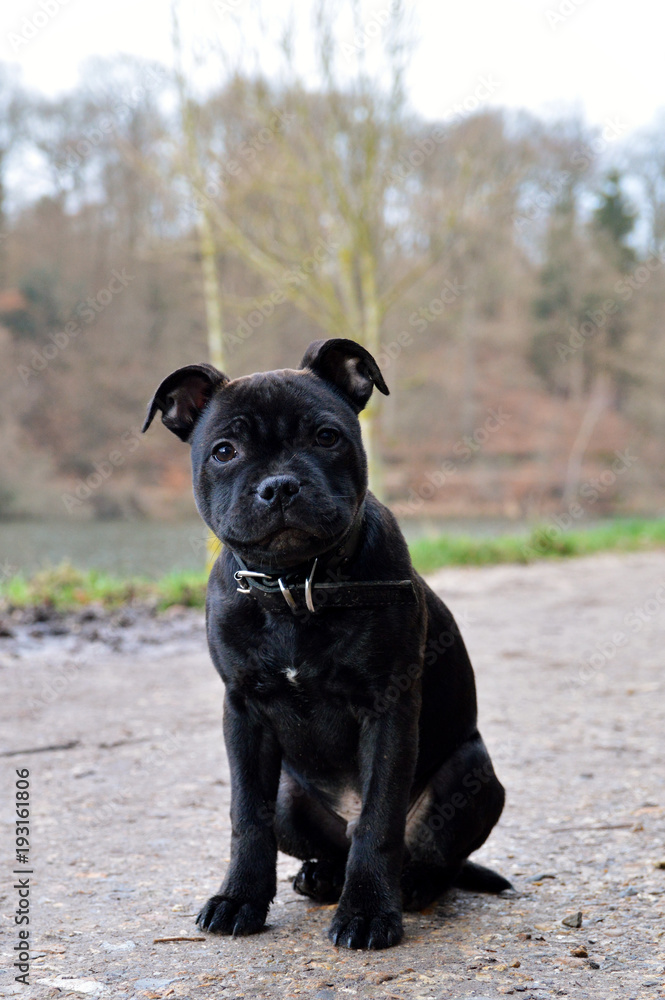 Cute sales staffy puppy