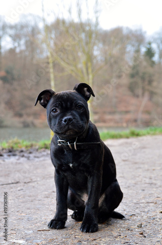 A beautiful and cute Staffordshire Bull Terrier or staffy breed puppy